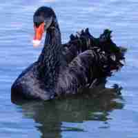 Black Swans and why History, Future. Now is not bleak